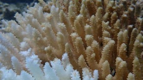 Korallenbleiche in Australien: Ningaloo-Riff vor Westaustralien von Rekordbleiche betroffen