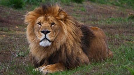 Löwe bricht aus Zoo in Antalya aus und verletzt Feldarbeiter