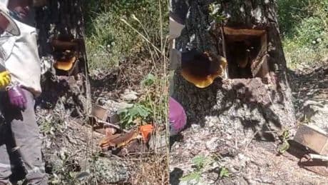 Ağaç kovuğundan servet çıktı: Elazığ'da buldular, kilosu 4 bin liradan satılıyor!