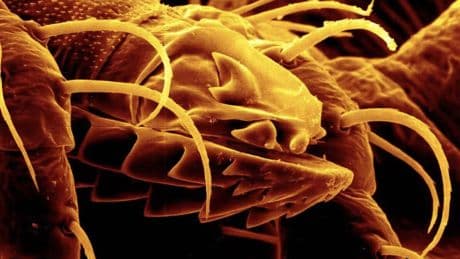 La picadura de este insecto típico del verano puede hacer que nunca vuelvas a comerte un chuletón