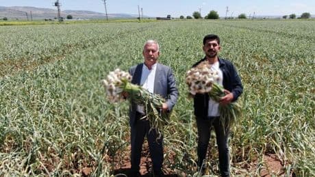 Araban’da üretiliyor, 10 bin işçi canla başla çalışıyor! Günlük 2500 TL yevmiye… Herkes çalışmak isteyecek