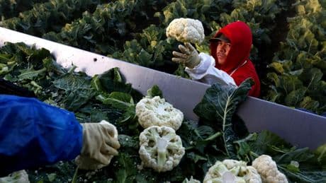 California farmers say Medicaid recipients, automation can't replace their immigrant workers
