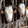 Maltraitance animale : plainte de L214 contre l’abattoir de Porto-Vecchio