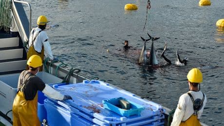 Eine Frage des Geschmacks: US-Start-up arbeitet an KI-Killerroboter für Fische