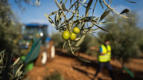 El mayor exportador español de aceituna de mesa, en alerta ante los aranceles: “No podemos renunciar a EE UU”