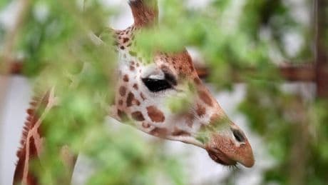 Endangered giraffe welcomed to safari park in Scotland in bid to boost breeding