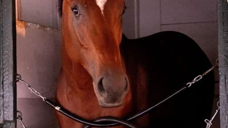Haskell Stakes A Potentia;l Gateway To Glory