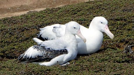 Orgasmes, orgies, stratégie sexuelle : ce que les animaux font (vraiment) au lit
