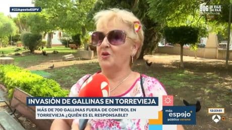 Los vecinos de Torrevieja, divididos por la invasión de gallinas: "Hay gente que está robando los huevos"