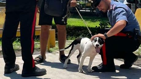 Cani rapiti, il nuovo fenomeno per chiedere il riscatto: baby gang e clan vogliono anche 5mila euro