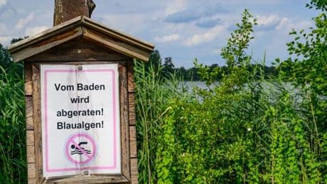 Gefahr beim Baden: Badespaß ohne Risiko - Blaualgen nicht in gefährlicher Menge