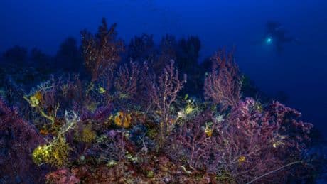 33 Staaten fordern "zumindest vorsorgliche Pause" für Tiefsee-Bergbau