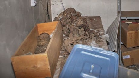 Relics stolen and mummy coffins looted as country’s biggest museum ravaged by war