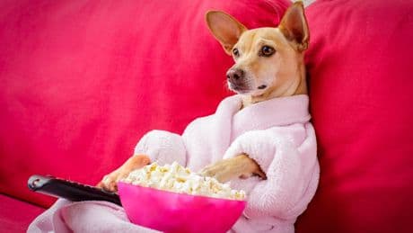 Studie: Tiere reagieren auf TV-Bilder - Hat Ihr Hund auch eine Lieblingsserie?