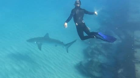Buscan a un hombre en el Mediterráneo tras un presunto ataque de tiburón en Israel