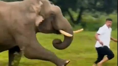 Tourist trampled by raging elephant after trying to take selfie then handed fine