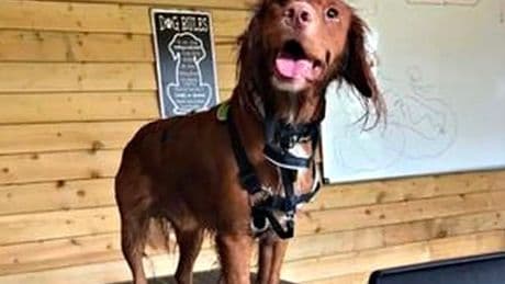 'We went on dream honeymoon - then our dog was killed at boarding home'