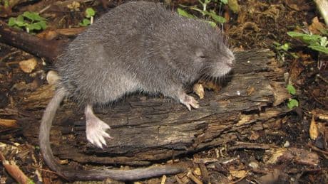 Un nouveau rongeur au Pérou : pourquoi découvre-t-on encore autant d’espèces ?