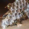 Radiation panic at US nuclear bomb plant as more toxic wasp nests discovered