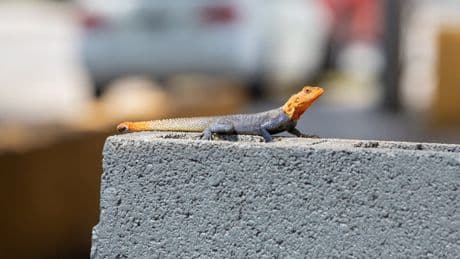 Strange-looking orange lizards are popping up across Florida. Here’s how they could upend its ecosystems