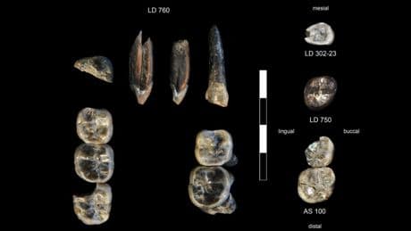Identifican en Etiopía a una nueva especie de Australopithecus que coexistió con los primeros Homo