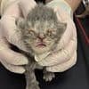 OAP couple found keeping 43 pedigree cats in a rancid, poo-covered home guilty of animal welfare offence