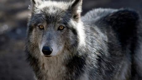 Yvelines: une enquête ouverte sur la mort d'un loup en mars dernier