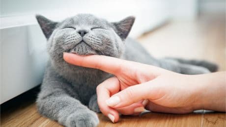 Farmaci, da Gemmato ok a uso veterinario anti Covid che salva i gatti