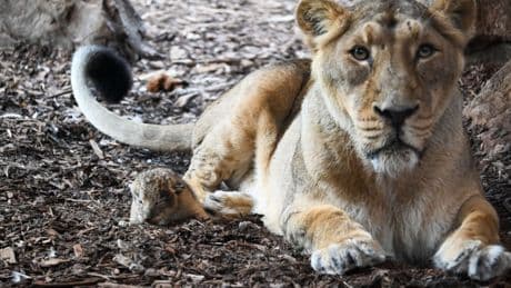 Tiernachwuchs: Erneut Löwen-Nachwuchs im Schweriner Zoo