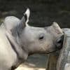 Un rhinocéros blanc voit le jour dans un parc de l’Aude : une naissance « exceptionnelle »