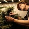 « On a énormément d’appels d’Alsaciens » : outre-Rhin, des Cannabis Clubs réservés aux Allemands
