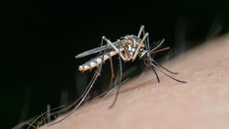 Andalucía confirma el primer caso de fiebre del Nilo occidental esta temporada, en una persona en Mojácar