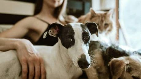 Gli animali ci amano anche se siamo bestie