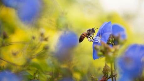 Gardening expert says these best pollinating plants will make your garden a sanctuary for bees