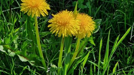 De tien favoriete inheemse planten van tuinkenner Katja Staring