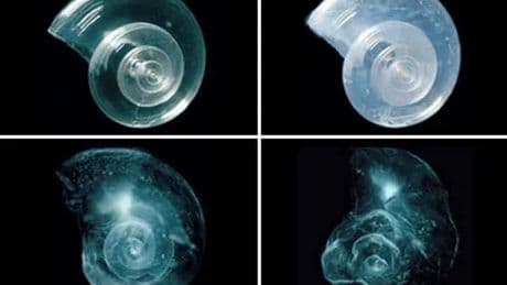 Ocean Acidification Will Be So Bad That We Need A New Indicator For It