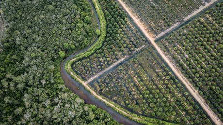 C’est peut-être la prochaine catastrophe écologique en Indonésie : ces tourbières qui disparaissent
