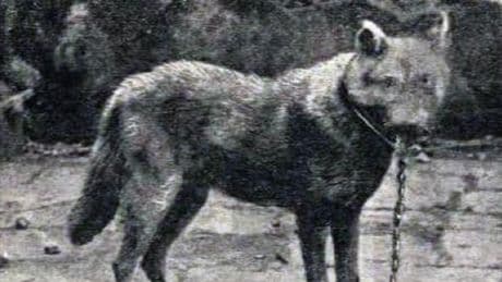La última huella del lobo siciliano