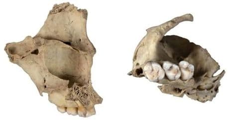 Canibalismo en Atapuerca: las tribus despellejaban, cocinaban y comían a sus enemigos hace 5.700 millones de años