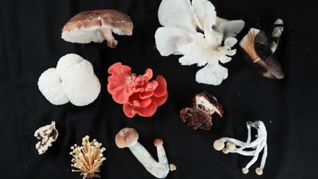 La diversité des champignons mise en lumière par une carte mondiale inédite