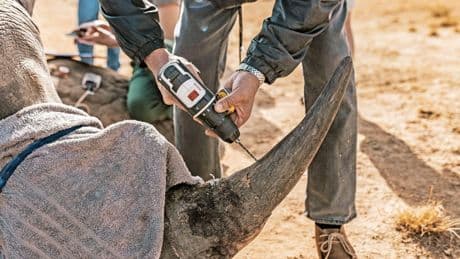 Wie die Kerntechnik Nashörner schützt und Malaria bekämpft