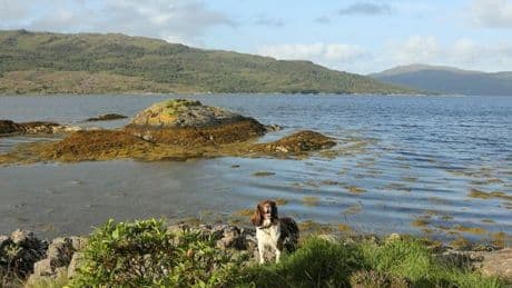 Scotland's 'most scenic dog walks' crowned ahead of summer 2025