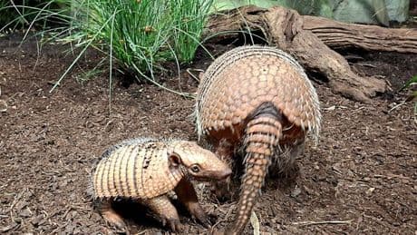Tierisches: Erstes Sechsbinden-Gürteltier im Tierpark Hagenbeck geboren