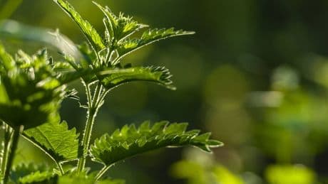 La planta medicinal que protege tu piel, mejora tus niveles de azúcar en sangre y reduce la ansiedad