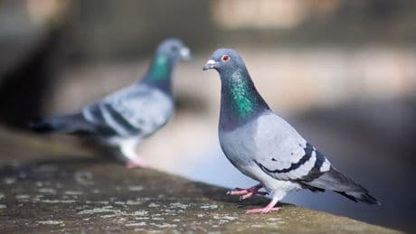 Auf der Terrasse: Das muss berücksichtigt werden, wenn Sie Taubenkot entdecken