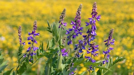 Jardin : Galega officinalis, un souffle sauvage au pied des rosiers