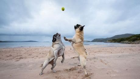 These are the top Scottish dog-friendly beaches to take your pooch on a day out