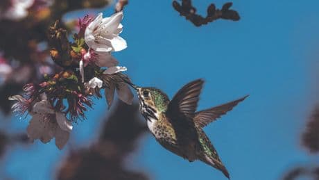 Avec le réchauffement climatique, les plantes et les animaux migrent vers les sommets