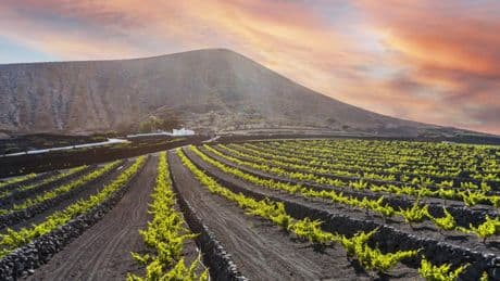 El cambio climático trae a España variedades de uva internacionales
