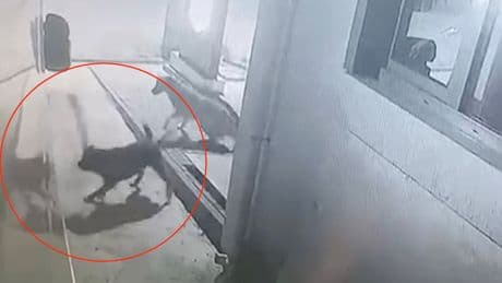 Sokak köpekleri karavanın tamponunu parçaladı